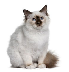  Front view of British Shorthair kitten, sitting and looking up