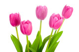 Fototapeta Tulipany - five pink tulips bouquet