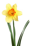 Fototapeta Desenie - daffodil  isolated