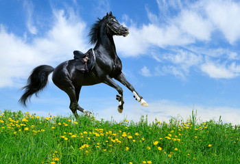 Poster - Stallion gallops in field