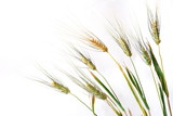 Fototapeta Kwiaty - Wheat over white