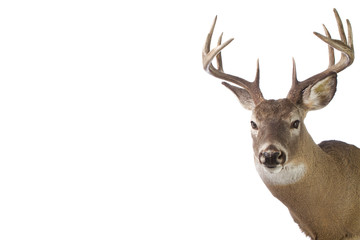 large whitetail buck isolated on white background
