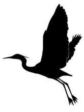 Silhouette Of Egret