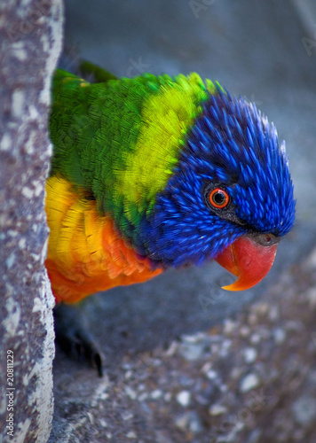 Obraz na płótnie canvas trzyczęściowy "tryptyk" Lorikeet rozgląda się za rogiem