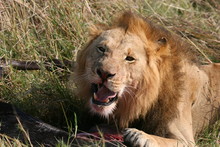 Male Lion Eating On Prey Animal