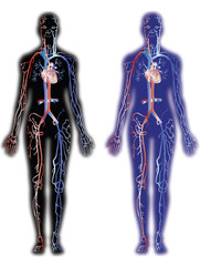 Circulatory system vector