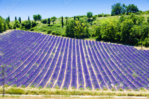 Tapeta ścienna Lawendowe pole, płaskowyż Valensole, Prowansja, Francja