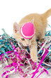 Leinwandbild Motiv Cat kitten with hat