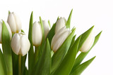 Fototapeta Tulipany - weiße tulpen-blumenstrauß