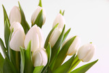 Fototapeta Tulipany - blumenhintergrund-weiße tulpen