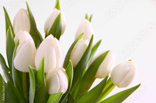 Naklejki tulipany   kwiatowe-biale-tulipany