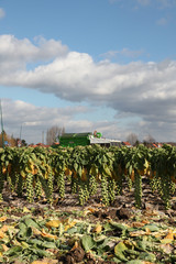 champs de choux