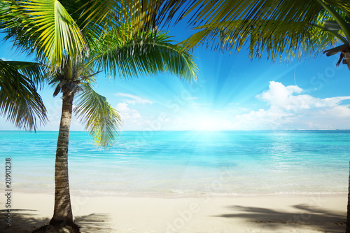 Caribbean sea and coconut pulms