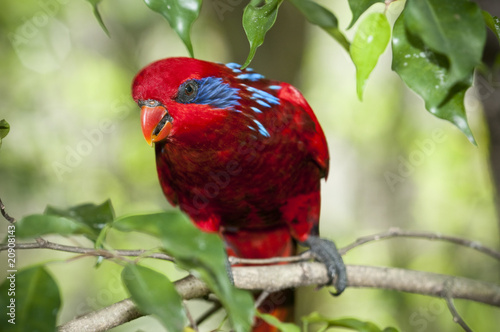 Obraz na płótnie canvas dwuczęściowy "dyptyk" Niebiesko-paskowany lory (eos reticulata)