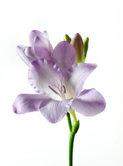 Canvas Print - one violet freesia isolated