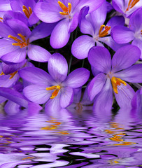  crocuses and mirroring effect in water