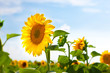 Sunward Sunflower