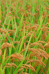 Wall Mural - Paddy field in autumn