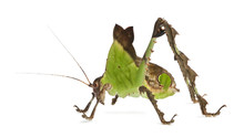 Side View Of Grasshopper, Malaysian Leaf Katydid, Standing