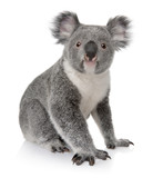Side view of Young koala, Phascolarctos cinereus, sitting