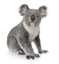 Side View Of Young Koala, Phascolarctos Cinereus, Sitting