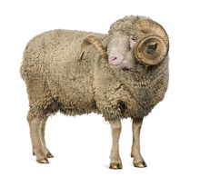 Side View Of Arles Merino Sheep, Ram, 5 Years Old, Standing