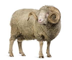 Wall Mural - Side view of Arles Merino sheep, ram, 5 years old, standing