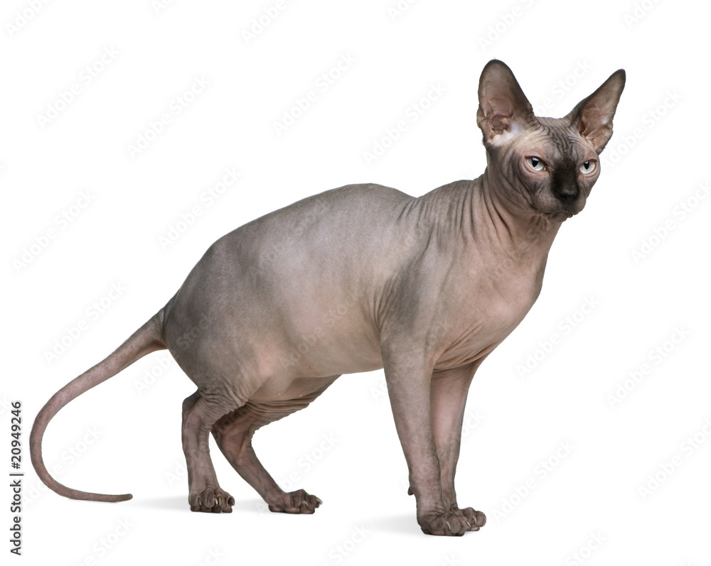 сфинкс 1 год. сфинкс серый на белом фоне. порода голых котов. сфинкс 1 год. сфинкс.