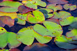 Water lily leaves