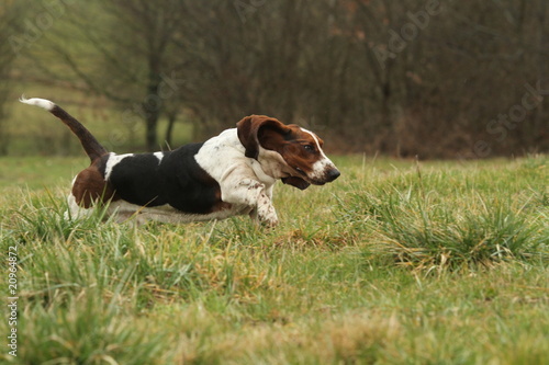 basset hound en pleine course dans la nature - liberté - Buy this stock  photo and explore similar images at Adobe Stock | Adobe Stock
