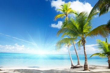 Wall Mural - caribbean sea and coconut palms