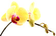 tige orchidée phaleanopsis fond blanc