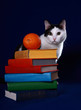 Colorful books, a cat and an orange on blue