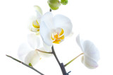 Fototapeta Storczyk - White orchid