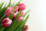 Fototapeta Tulipany - Colored Tulips
