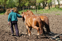 Ploughing The Field With Horses