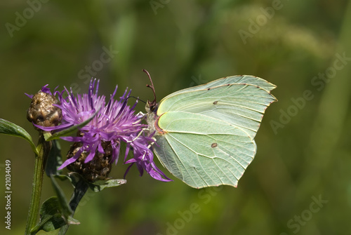 Naklejka samoprzylepna Siarkowy motyl