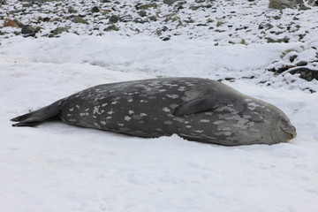 Wall Mural - Leopard seal very close and very dangerous seen from a dinghy