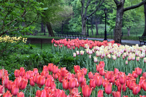 Naklejki tulipany wiosenne-tulipany-w-deszczu