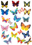 Fototapeta Motyle - different multicolored butterflies - vector
