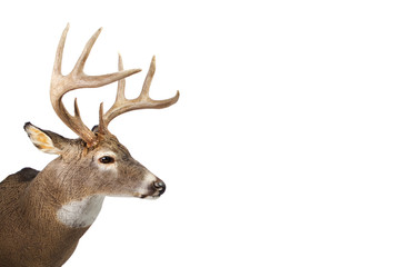 large whitetail buck isolated on white background