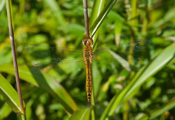 Canvas Print - Dragonfly on grass 4