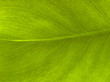 © Pefkos - Plantleaf
