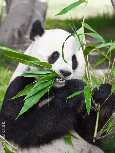 Board z aluminiowym obramowaniem Panda wielka