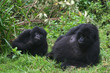 2 Berggorilla aus den Virunga Bergen in Ruanda