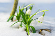 Frühlingsknotenblumen im Schnee