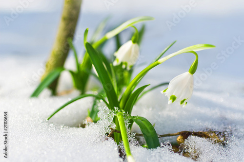 Plakat Wiosna supła kwiaty w śniegu
