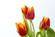 Bukiet tulipanów.