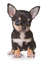Chihuahua Puppy Isolated On White