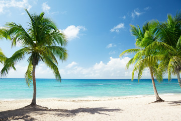 Wall Mural - caribbean sea and coconut palms